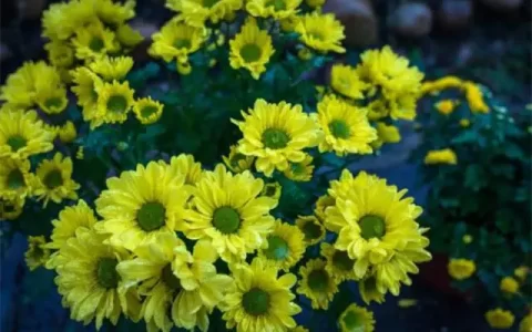 清新深秋秋雨美诗六首：梨枣熟时须一雨，晚秋天气半春时