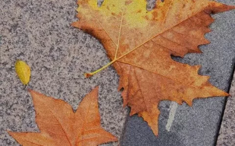 适合十一月发的文案