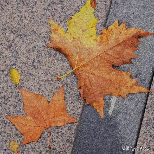 适合十一月发的文案