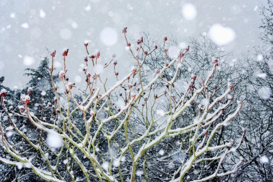 下雪了，36首冬雪诗词，带你感受今年的第一场雪