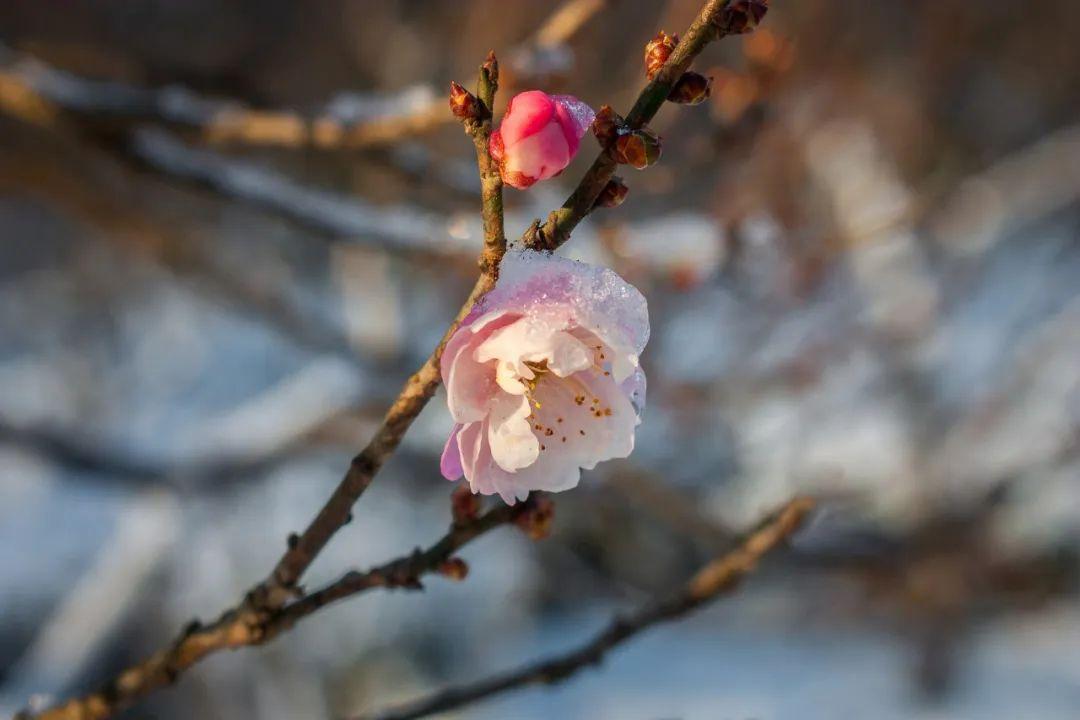 下雪了，36首冬雪诗词，带你感受今年的第一场雪