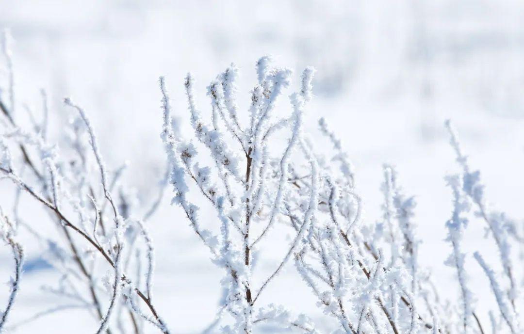 下雪了，36首冬雪诗词，带你感受今年的第一场雪