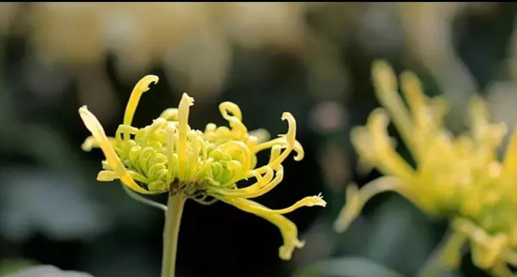 8首经典古诗词，梅兰竹菊，各显风韵