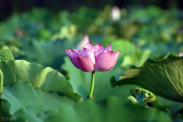 离离原上草，一岁一枯荣，离离是什么意思，有多少人被问蒙圈了？