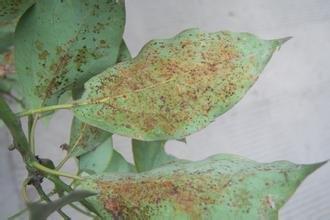 香樟树苗什么时候种植最好（栽培香樟树的窍门）