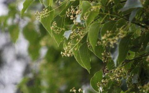 香樟树苗什么时候种植最好（栽培香樟树的窍门）