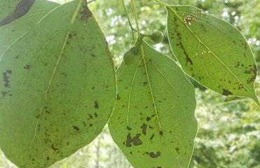 香樟树苗什么时候种植最好（栽培香樟树的窍门）