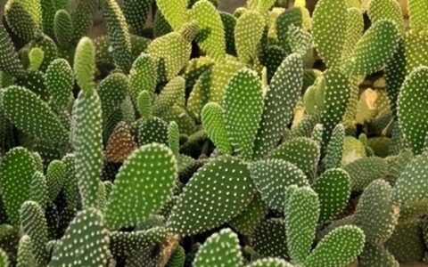 仙人掌的资料和特点是什么（有关仙人掌的简单介绍）