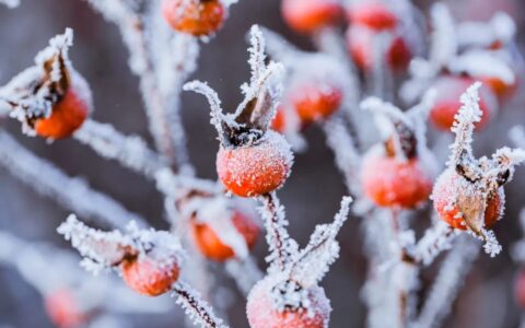 小寒节气的文案（精选170句）