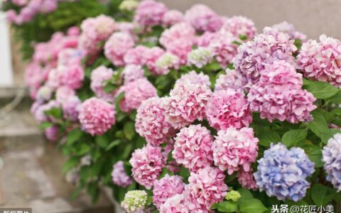 绣球花花期是多久（有关绣球花开花时间）