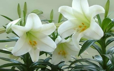 百合是什么意思（描述百合代表的含义）