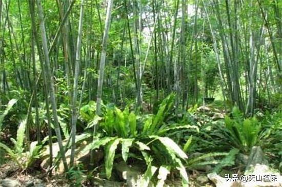 竹子的品种有哪些（常见的竹子种类推荐）
