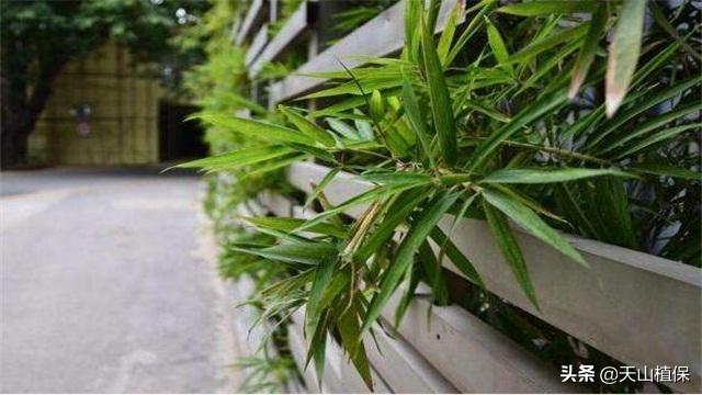 竹子的品种有哪些（常见的竹子种类推荐）
