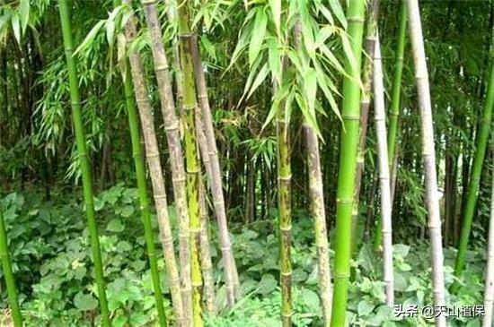 竹子的品种有哪些（常见的竹子种类推荐）