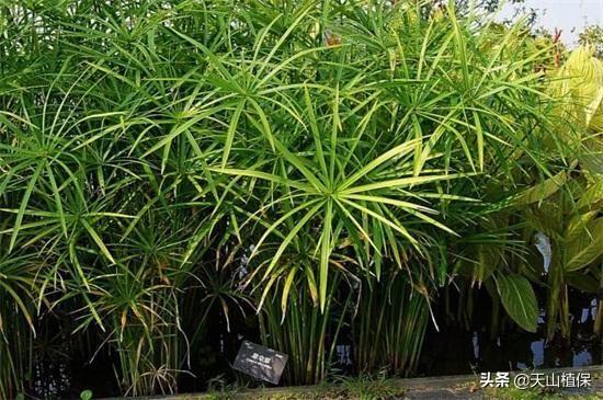 竹子的品种有哪些（常见的竹子种类推荐）