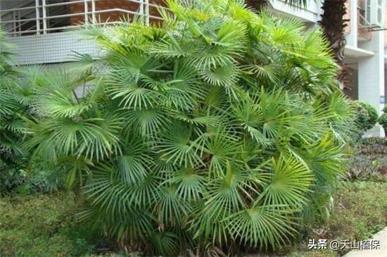竹子的品种有哪些（常见的竹子种类推荐）