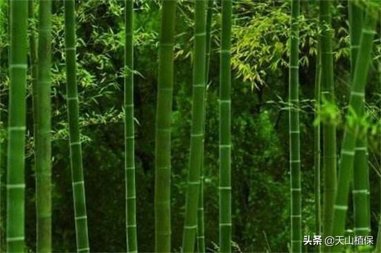 竹子的品种有哪些（常见的竹子种类推荐）