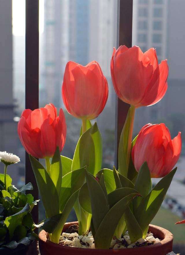 什么花最香最持久（香气最浓的花大全）