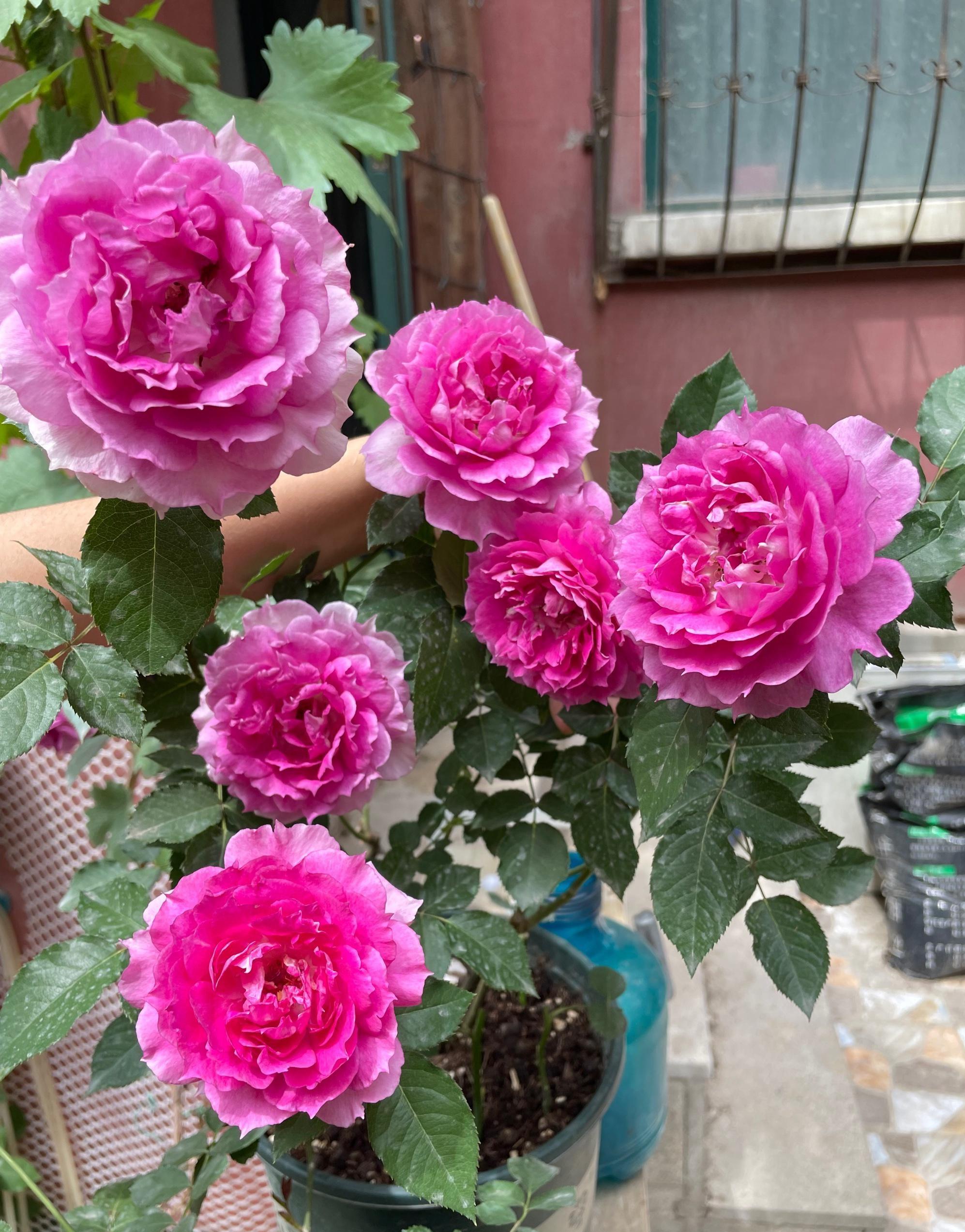 什么花最香最持久（香气最浓的花大全）