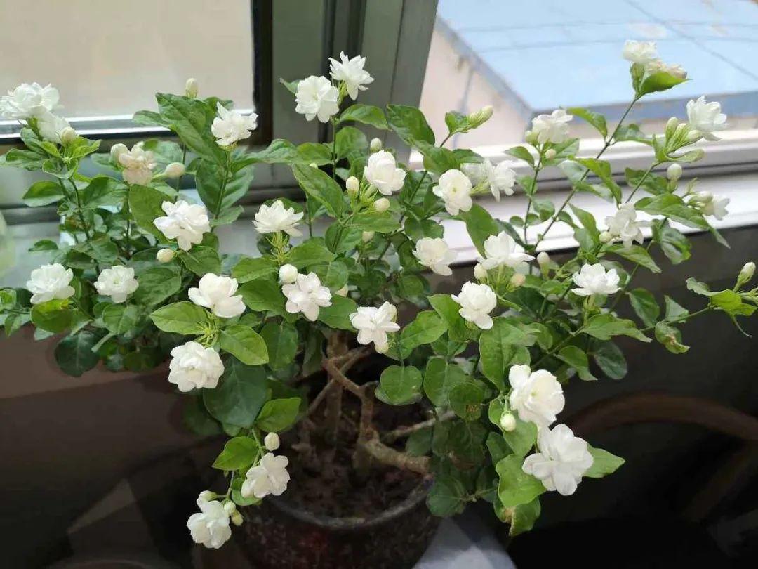 什么花最香最持久（香气最浓的花大全）
