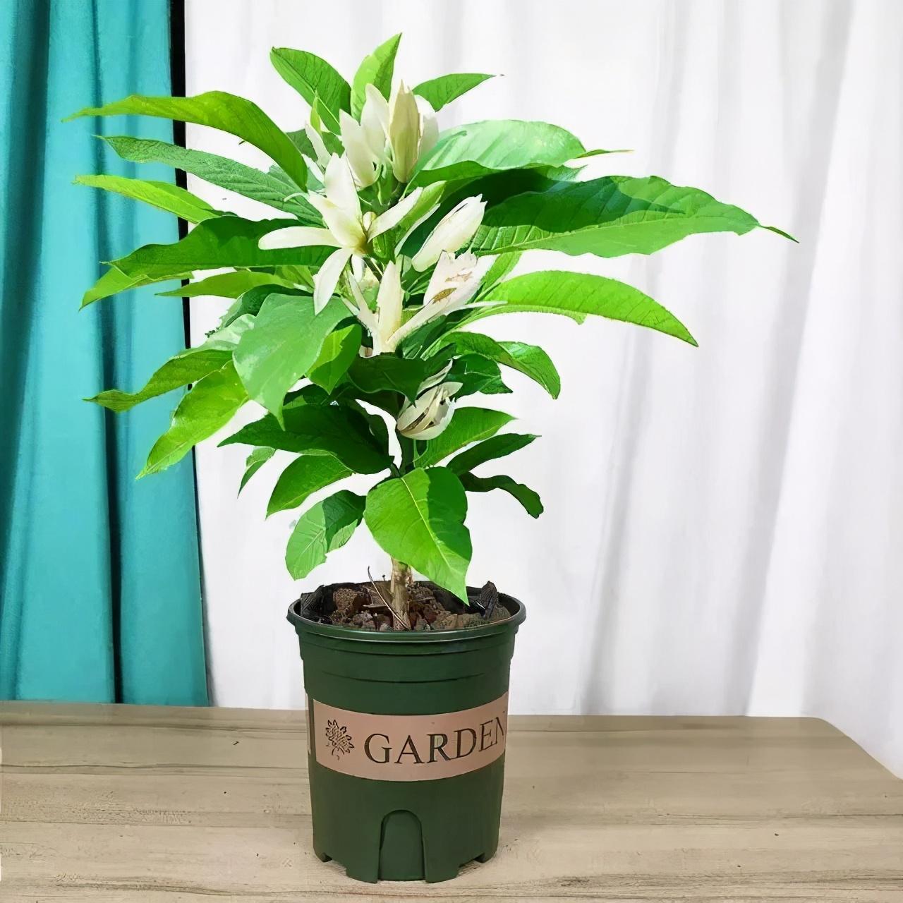 什么花最香最持久（香气最浓的花大全）