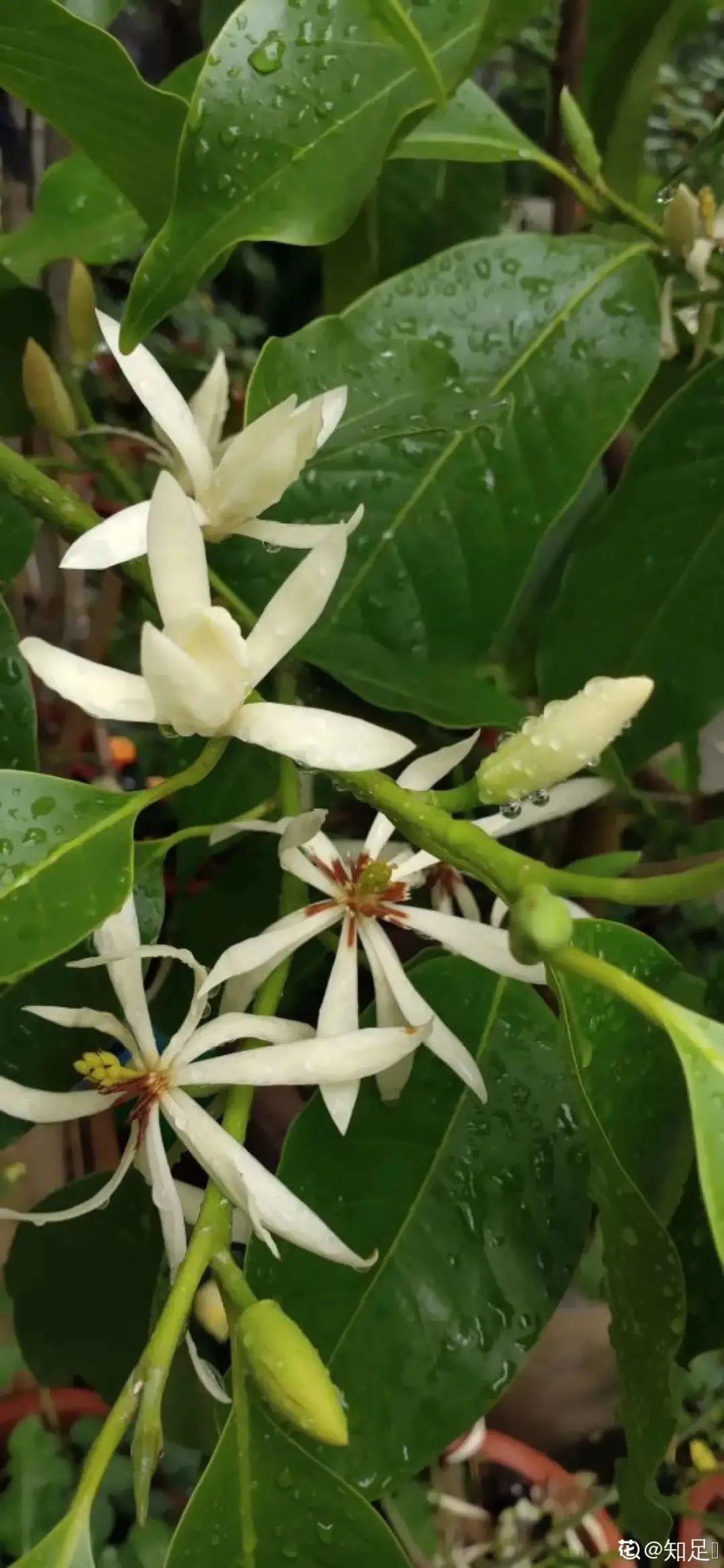 什么花最香最持久（香气最浓的花大全）