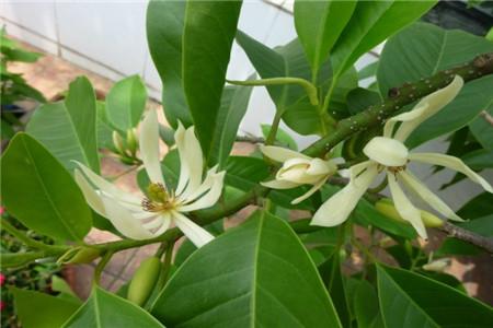 什么花最香最持久（香气最浓的花大全）