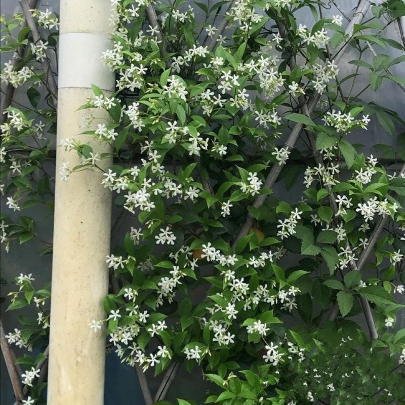 什么花最香最持久（香气最浓的花大全）