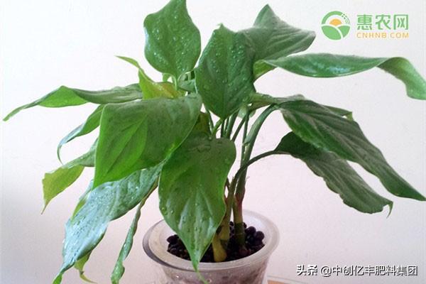 万年青开花吗什么颜色（种植万年青的妙招）