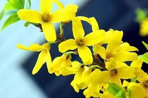 春天的花的种类有哪些（认识春天代表性花卉）