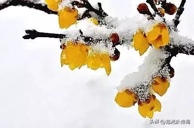 小年喜雪，吟雪古诗词绝句10首