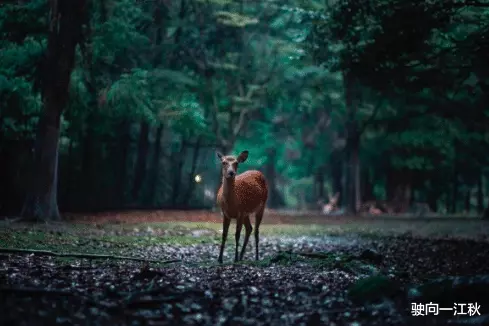 这10句网络流行用语，全部来源于古诗词，原诗句更有诗意，美不胜收