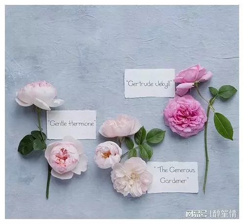 适合清洗心灵的人生金句，每日一读，豁达一生