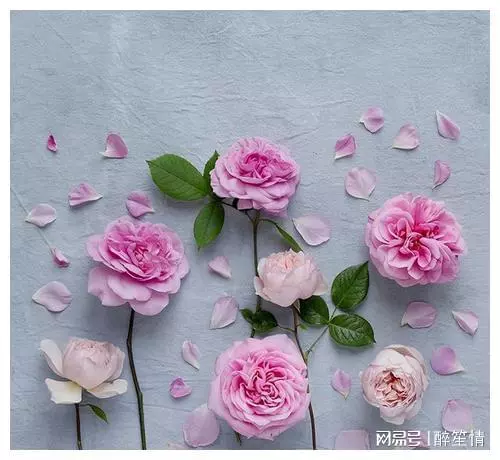 适合清洗心灵的人生金句，每日一读，豁达一生