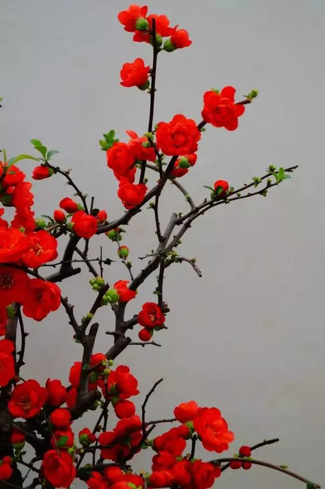 美文欣赏：一株梅花的骨气