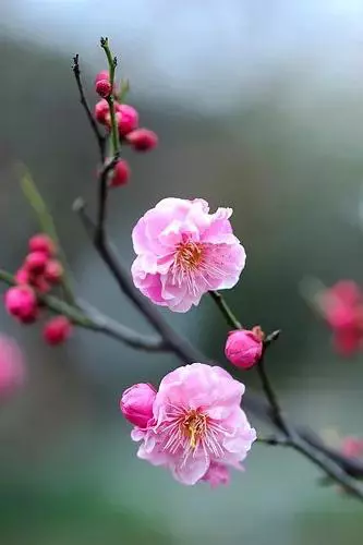 美文欣赏：一株梅花的骨气