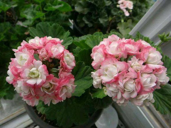 常见花卉植物管理技术有哪些（了解各类花卉养殖要点）