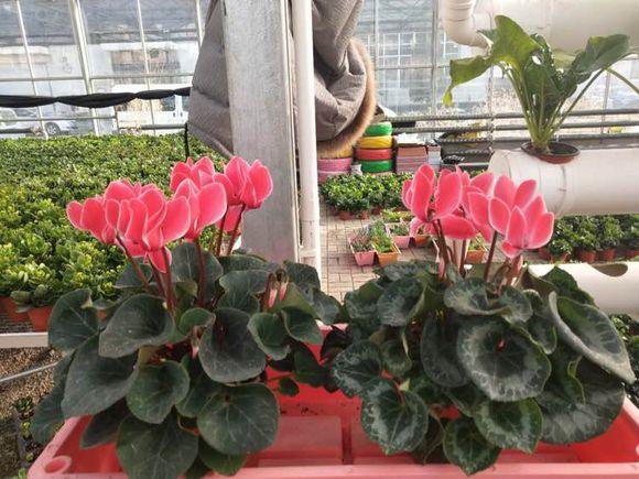 常见花卉植物管理技术有哪些（了解各类花卉养殖要点）