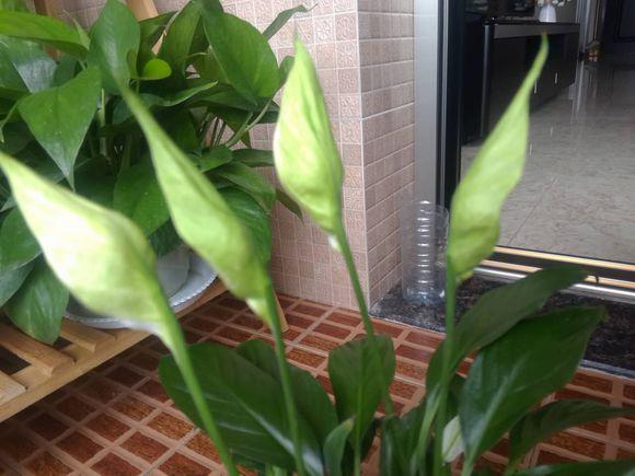 常见花卉植物管理技术有哪些（了解各类花卉养殖要点）