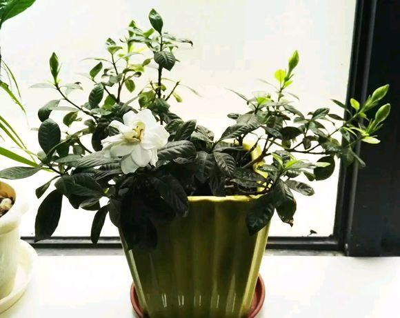 常见花卉植物管理技术有哪些（了解各类花卉养殖要点）