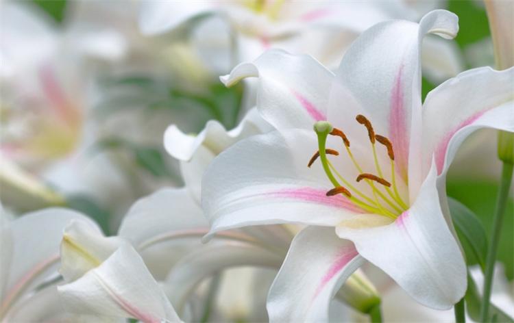 百合花的寓意是什么（百合花的象征和花语）