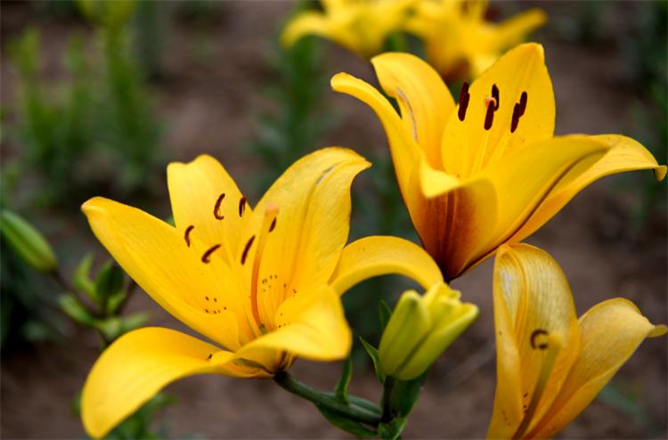 百合花的寓意是什么（百合花的象征和花语）