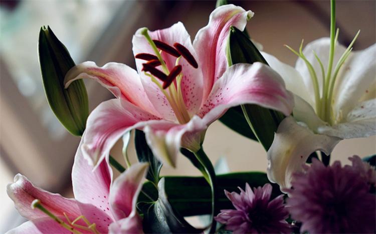 百合花的寓意是什么（百合花的象征和花语）