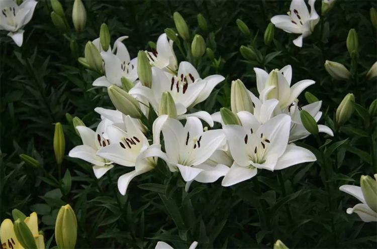 百合花的寓意是什么（百合花的象征和花语）