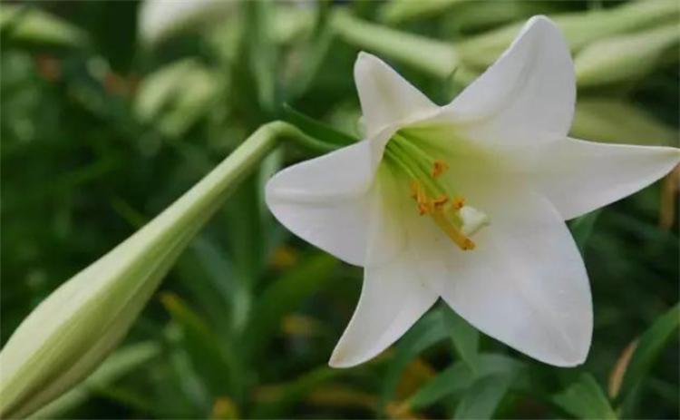 百合花的寓意是什么（百合花的象征和花语）