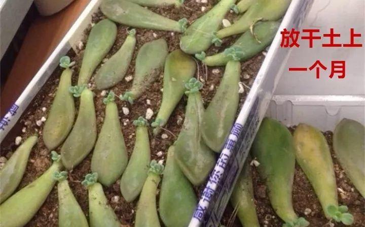 多肉剪下来直接插土里能活吗（多肉扦插的方法和注意事项）