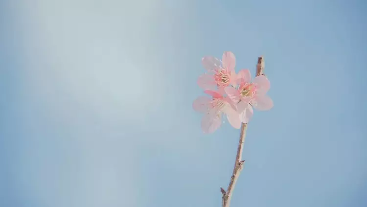 33句唯美朋友圈文案，最适合二月发！