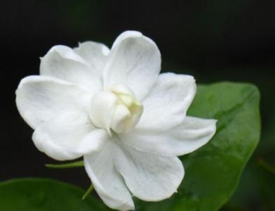 茉莉花用什么土养好（适合养殖盆栽茉莉花的土壤）