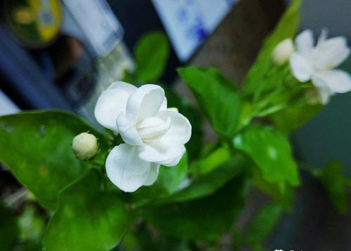 茉莉花用什么土养好（适合养殖盆栽茉莉花的土壤）
