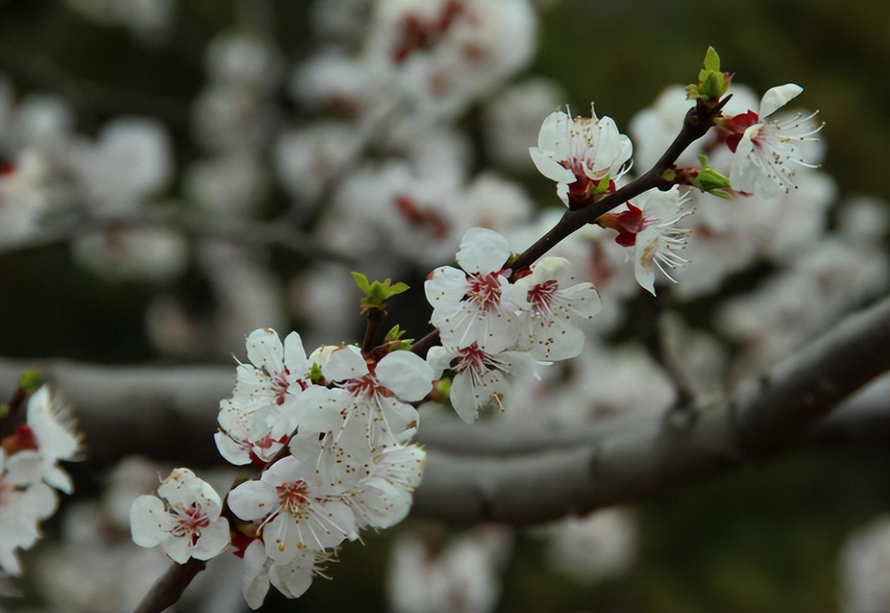 樱花树种植生长条件（樱花树的管理与栽培）